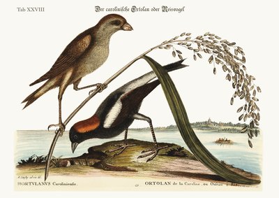 The Rice-Bird by Mark Catesby